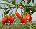 Годжи Бери Goji berry